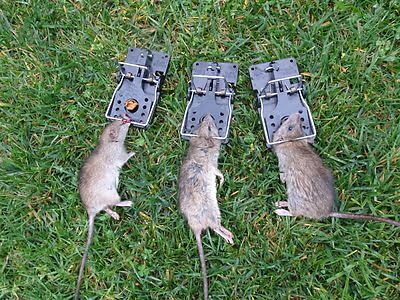 rodent trapping